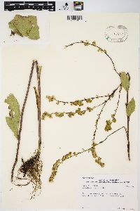 Solidago patula image