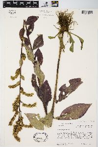 Solidago patula image