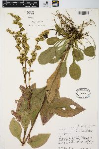 Solidago patula image