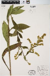 Solidago patula image