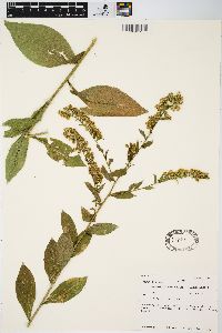 Solidago patula image