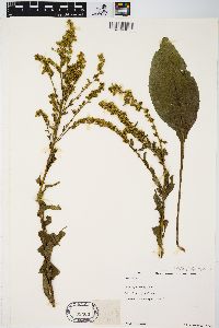 Solidago patula image