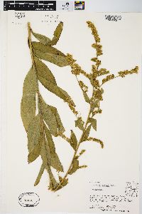 Solidago patula image