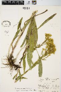 Solidago ohioensis image