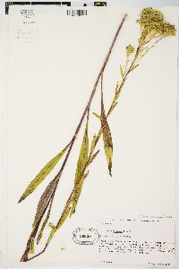 Solidago ohioensis image