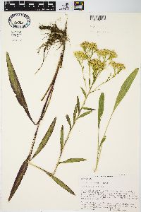 Solidago ohioensis image