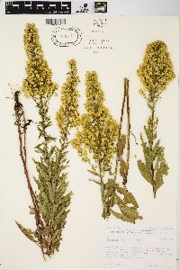 Solidago speciosa image