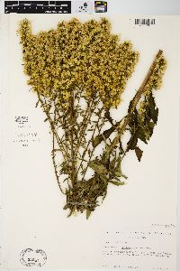 Solidago speciosa image