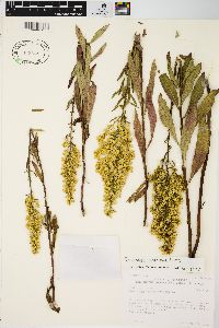 Solidago speciosa image