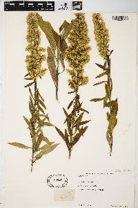 Solidago speciosa image