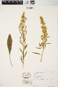 Solidago speciosa image