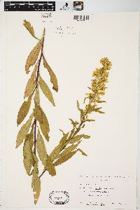 Solidago speciosa image