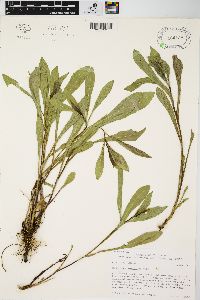 Solidago speciosa image