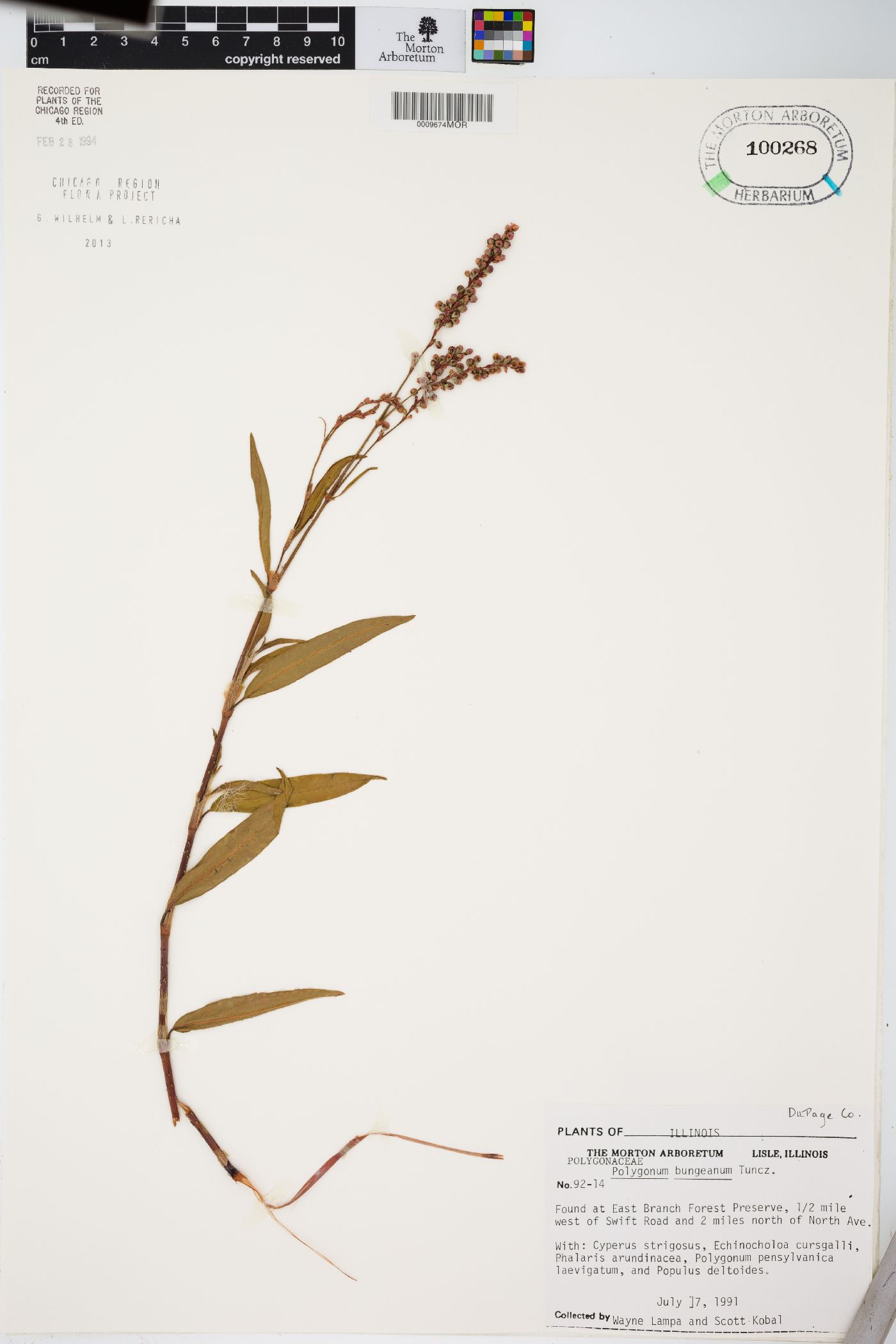 Polygonum bungeanum image