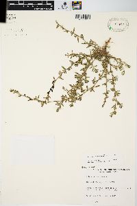 Polygonum arenastrum image