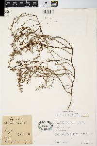 Polygonum arenastrum image