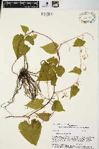 Fallopia cilinodis image