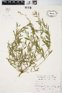 Polygonum ramosissimum image