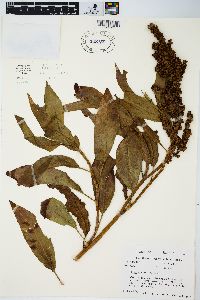 Rumex altissimus image