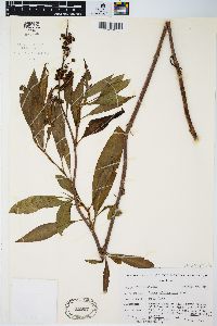 Rumex altissimus image