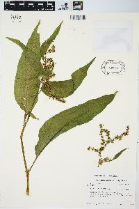 Rumex altissimus image