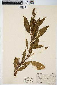 Rumex altissimus image