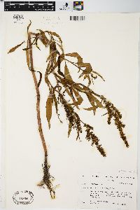 Rumex mexicanus image