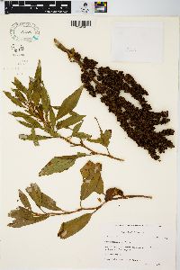 Rumex mexicanus image