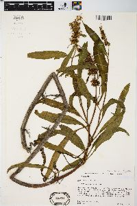 Rumex verticillatus image