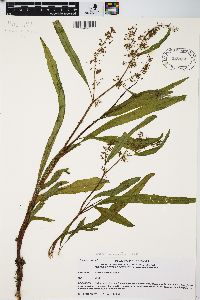 Rumex verticillatus image