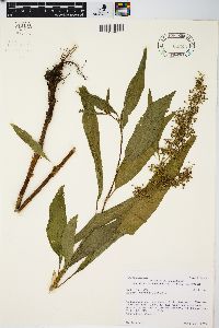 Rumex verticillatus image