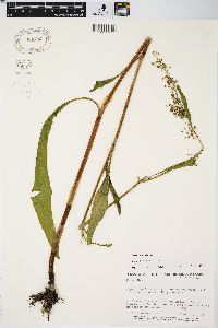 Rumex verticillatus image