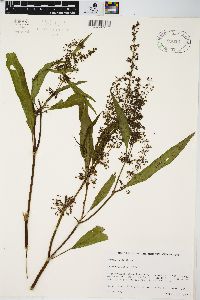 Rumex verticillatus image