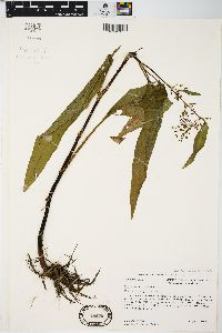 Rumex verticillatus image