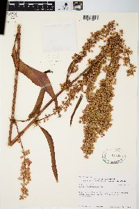 Rumex orbiculatus image