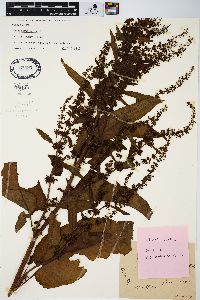 Rumex obtusifolius image