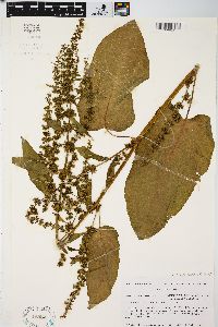 Rumex obtusifolius image