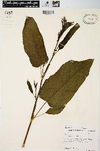 Rumex obtusifolius image