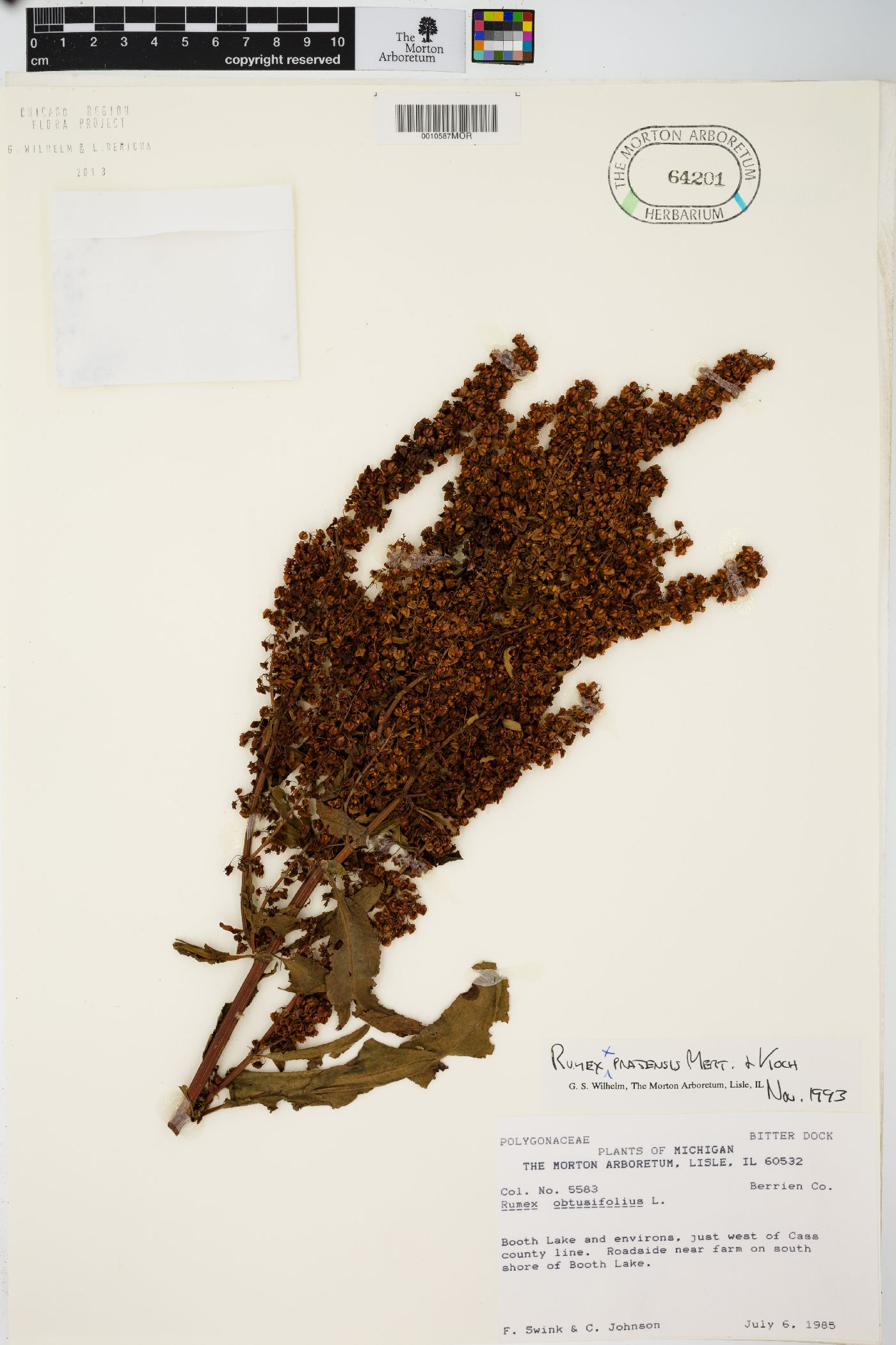 Rumex pratensis image