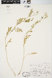 Rorippa sylvestris image