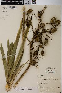 Yucca flaccida image