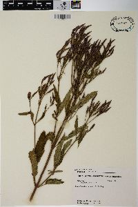 Verbena hastata image