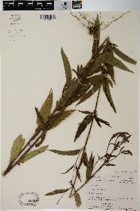 Verbena hastata image