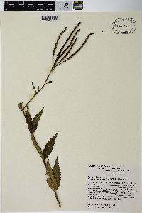 Verbena hastata image