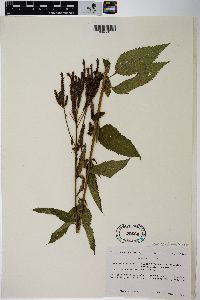 Verbena hastata image