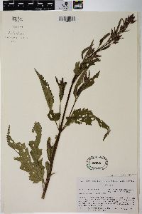 Verbena hastata image