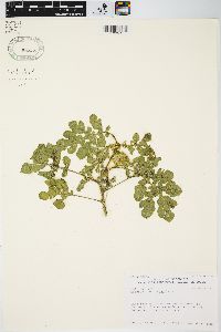 Solanum rostratum image