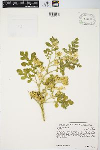 Solanum rostratum image