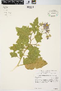 Solanum dimidiatum image