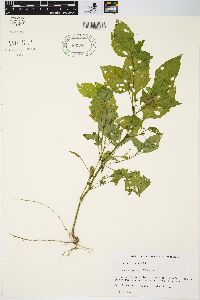 Solanum americanum image